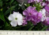 Phlox &times; arendsii