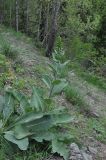 genus Verbascum