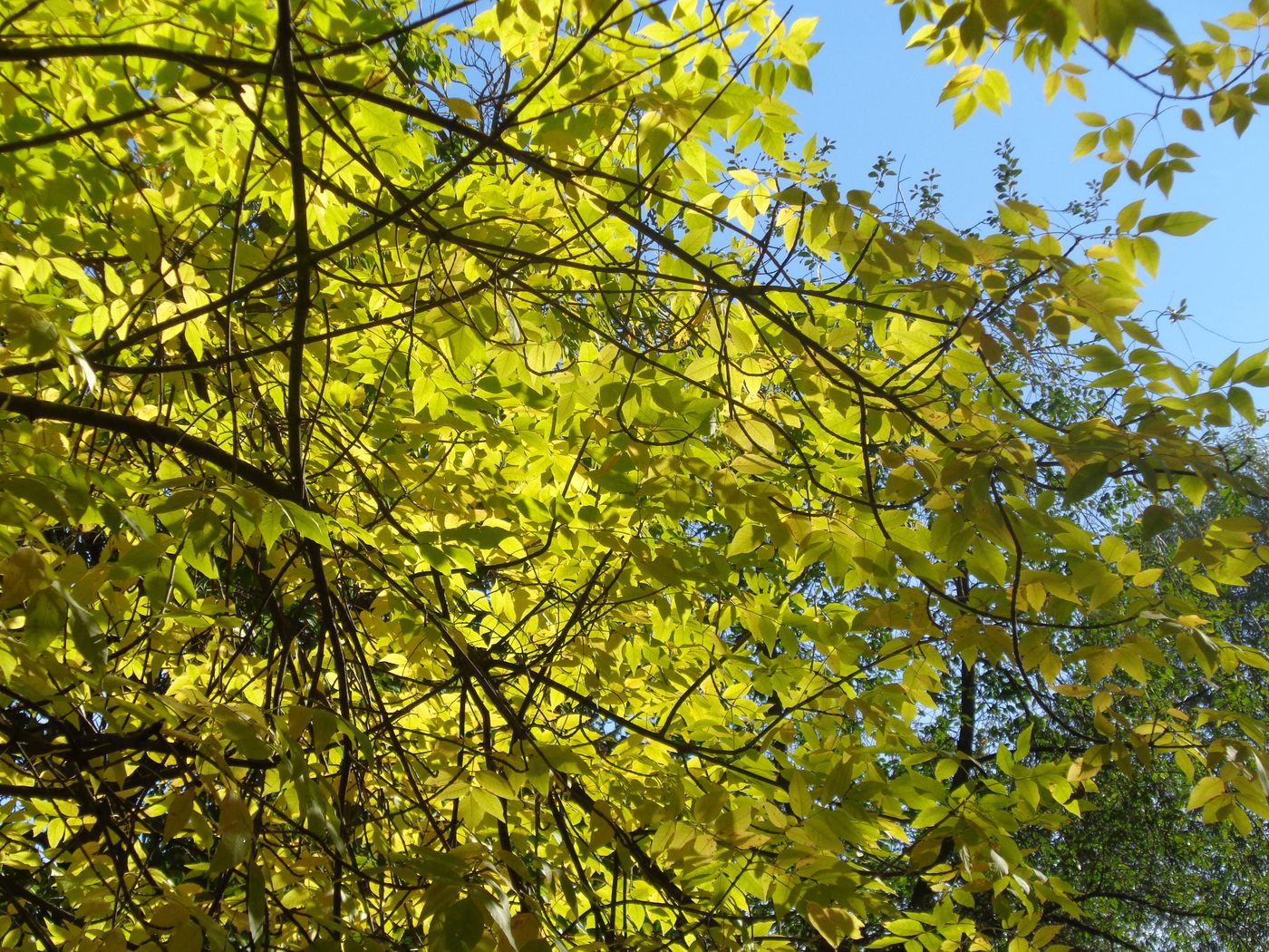 Image of Fraxinus pennsylvanica specimen.