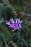 Centaurea jacea подвид substituta. Соцветие. Крым, Симферопольский р-н, окр. с. Краснолесье, балка Хараб-Тавель, С-З склон, на поляне. 07.10.2018.