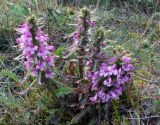 Pedicularis langsdorfii. Цветущие растения. Чукотка, Чаунский р-н, г. Певек, зеленая зона между микрор-нами. 15.06.2018.