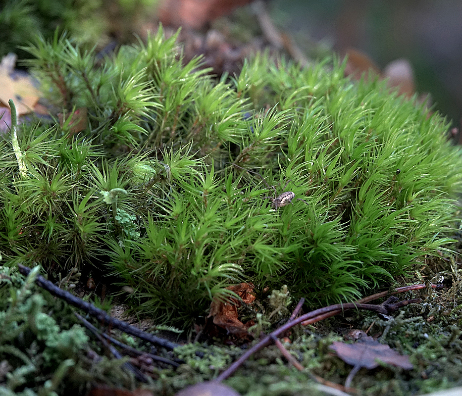 Image of Dicranum polysetum specimen.