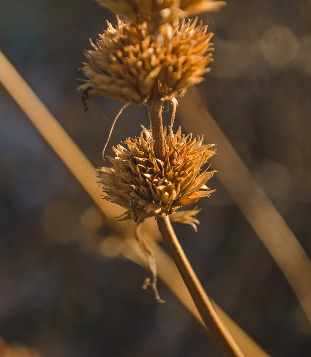 Image of Agastache foeniculum specimen.