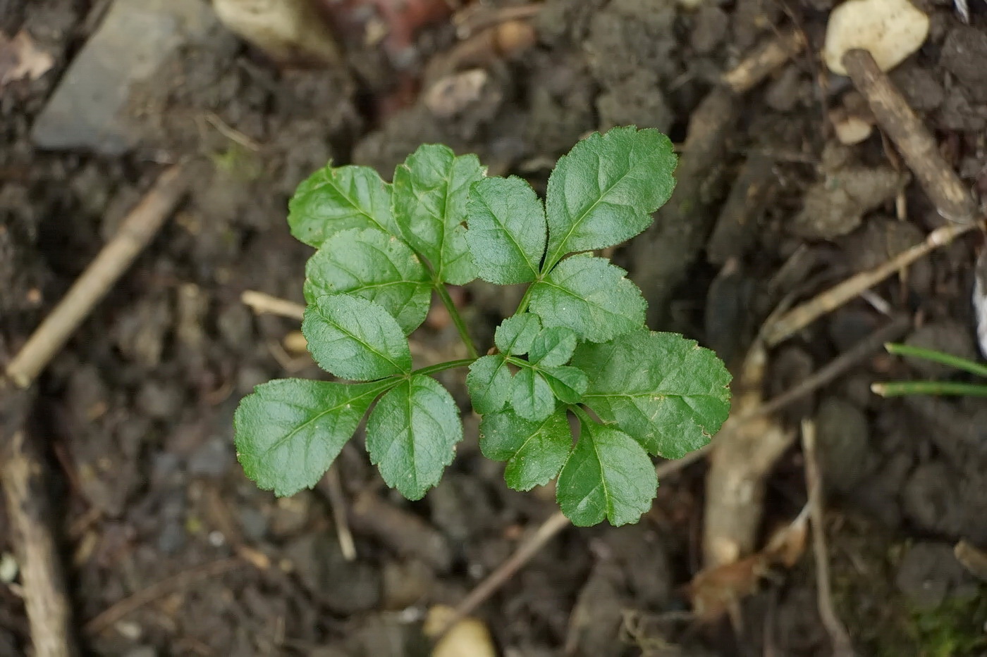 Изображение особи род Fraxinus.