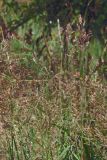 Agrostis