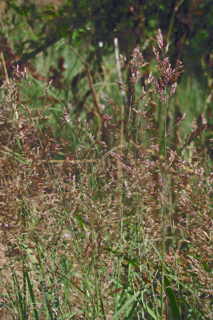 Изображение особи род Agrostis.