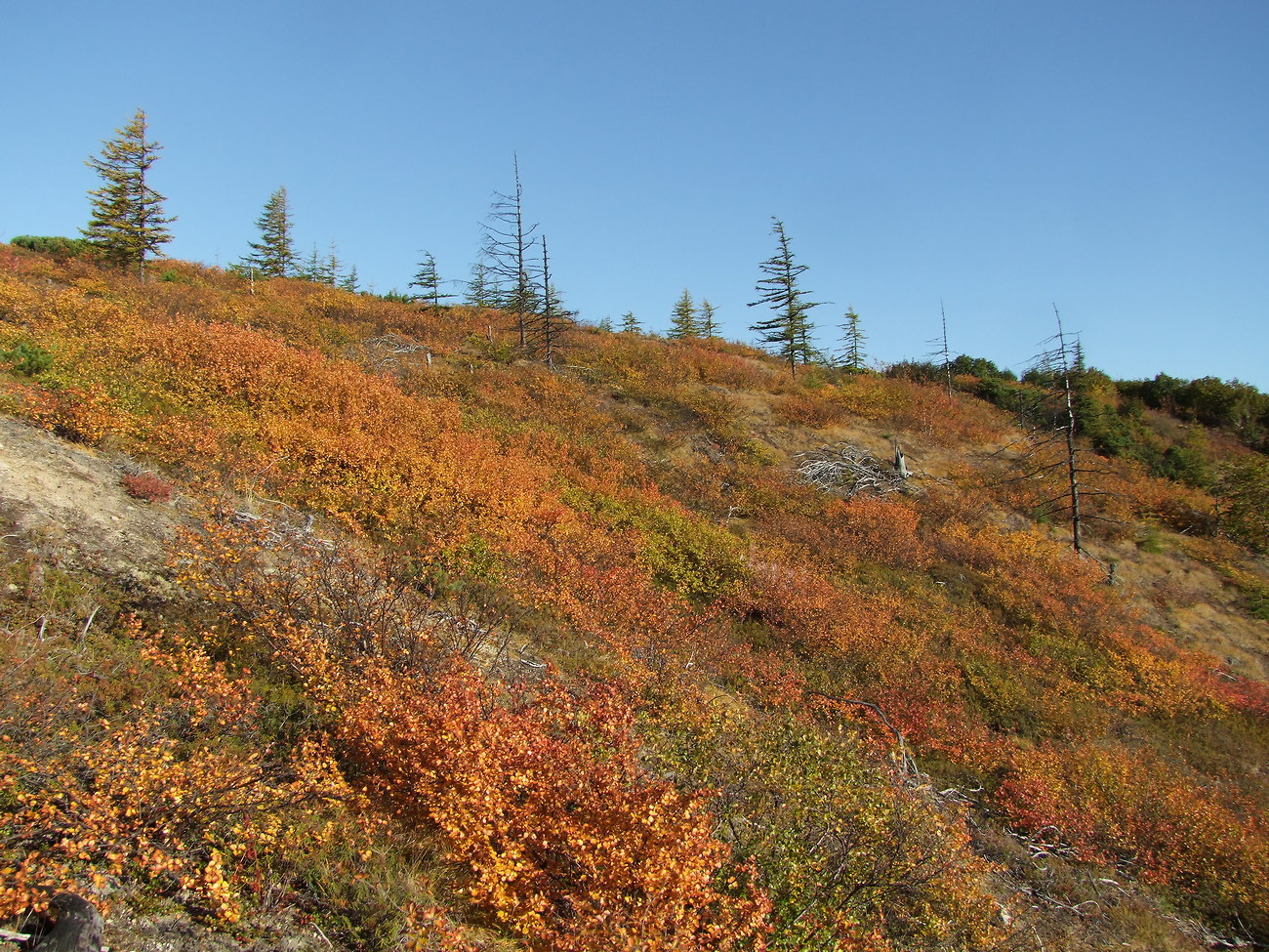 Image of Betula divaricata specimen.