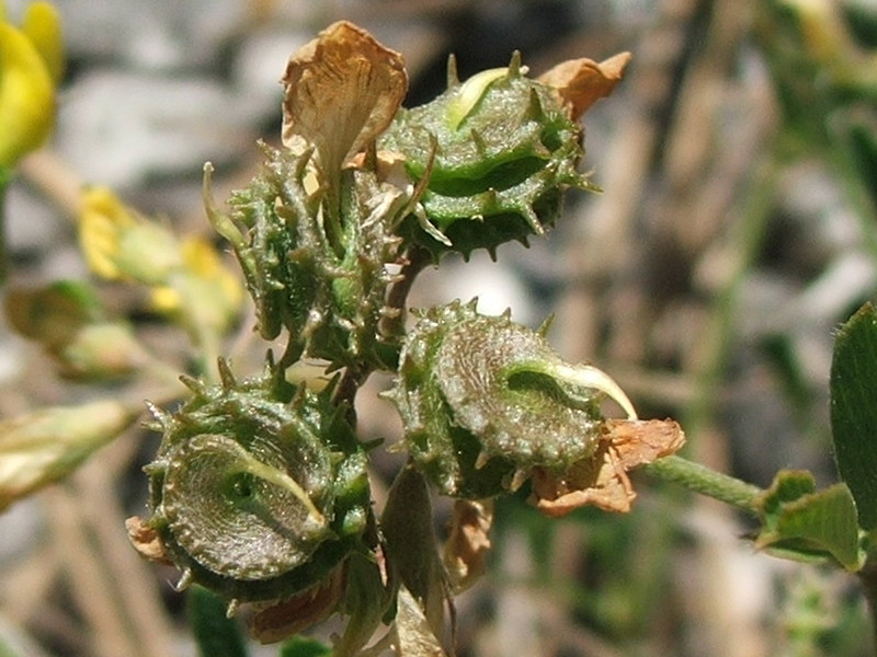 Image of Medicago saxatilis specimen.