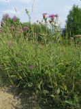 Centaurea jacea