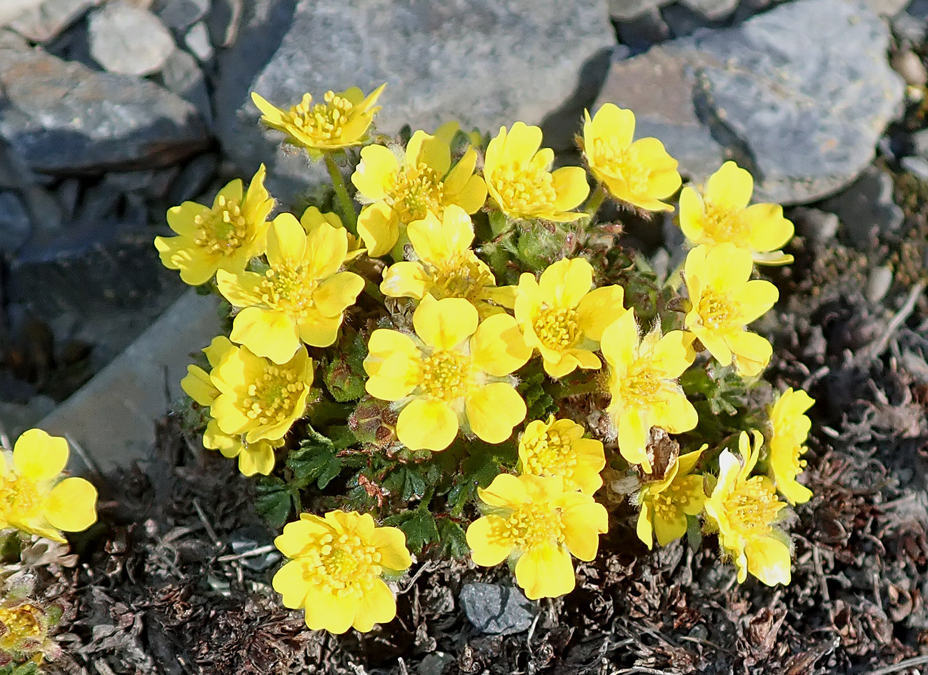 Изображение особи Potentilla pulviniformis.