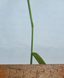 Image of taxon representative. Author is Юлия Шнер