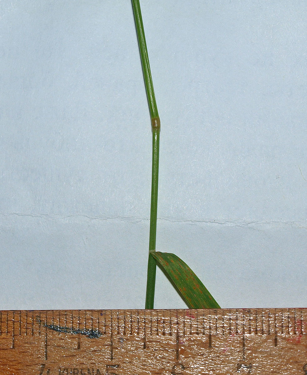 Image of Agrostis tenuis specimen.