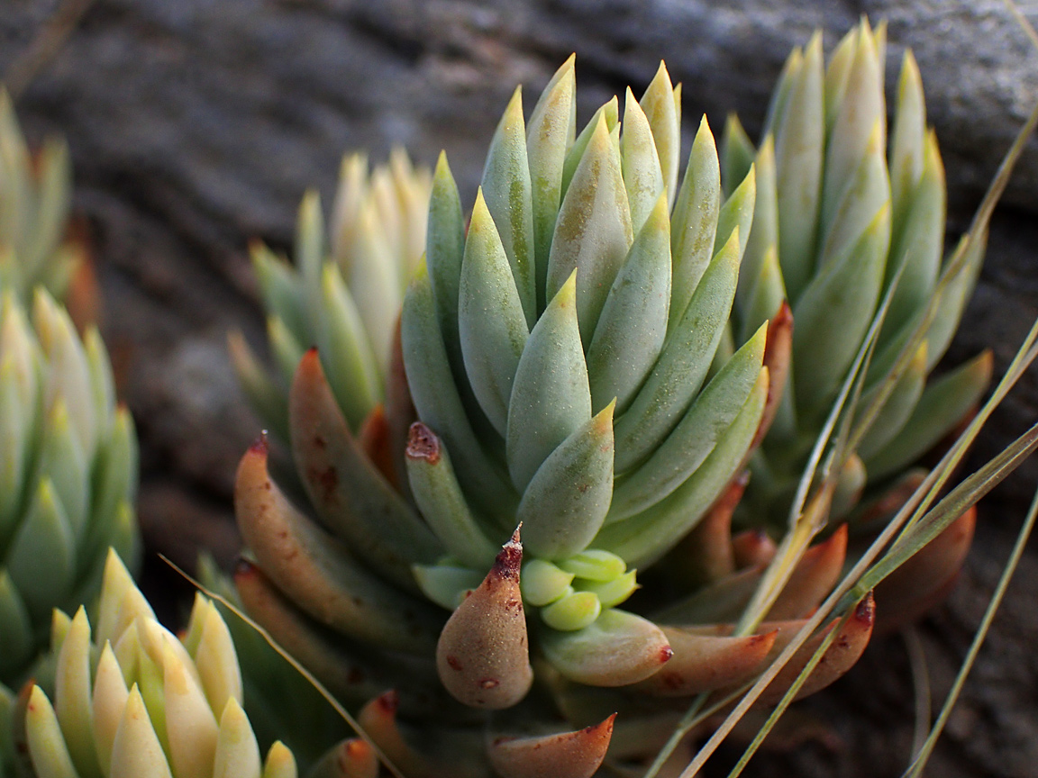 Image of Sedum sediforme specimen.