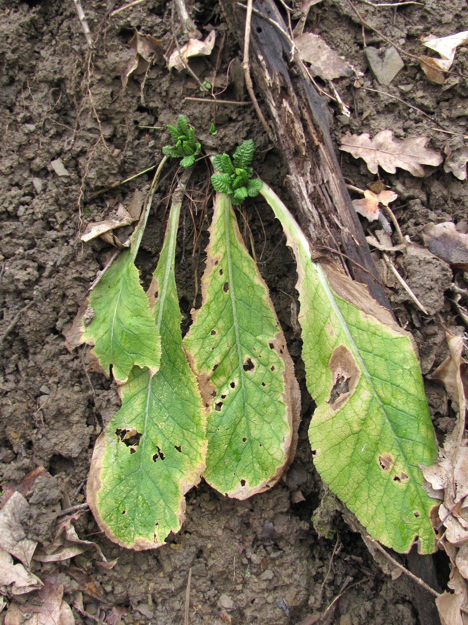 Image of Primula vulgaris specimen.