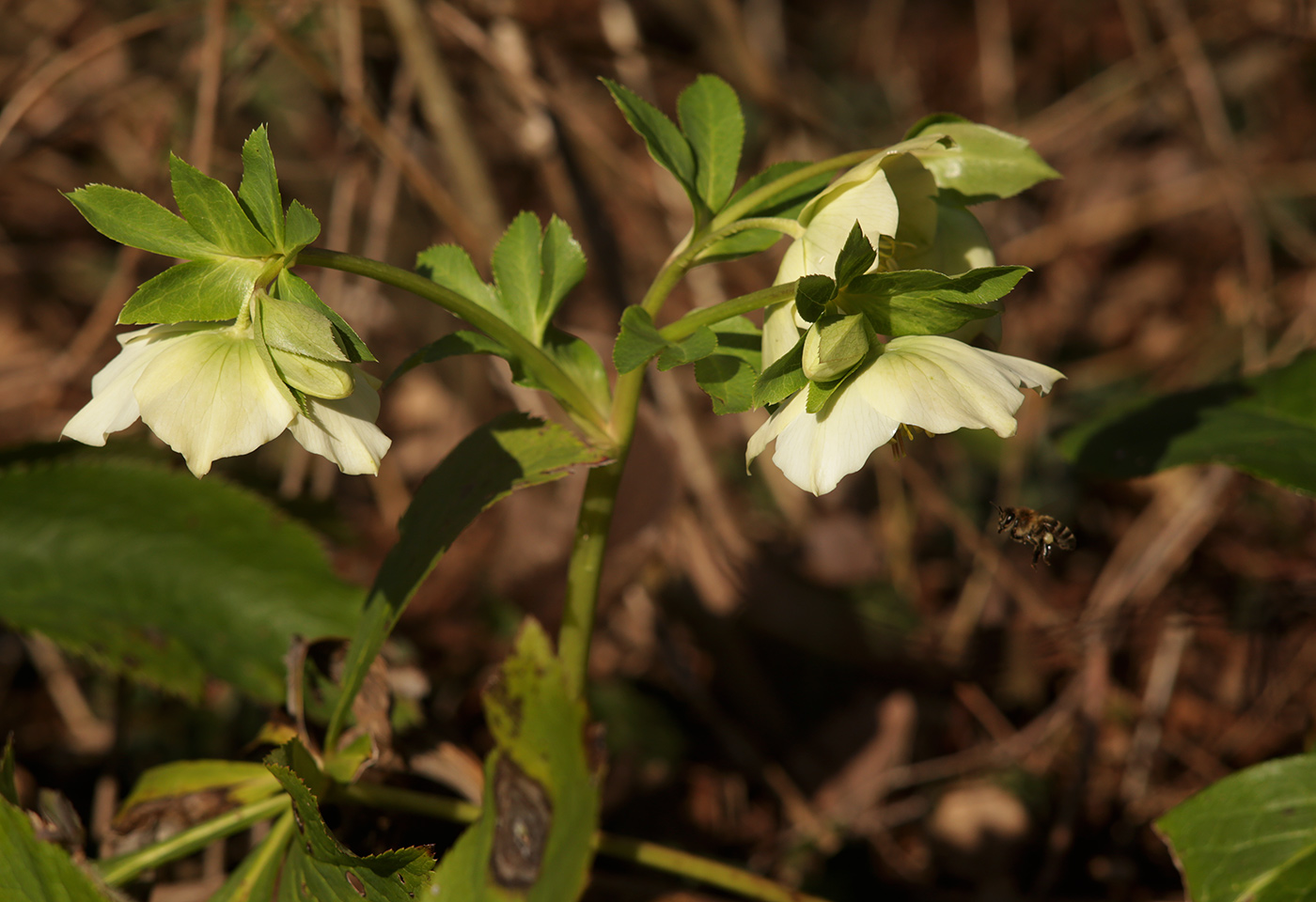 Изображение особи Helleborus caucasicus.