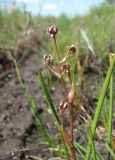 Scheuchzeria palustris. Соцветие. Окр. Архангельска, болото. 16.06.2011.