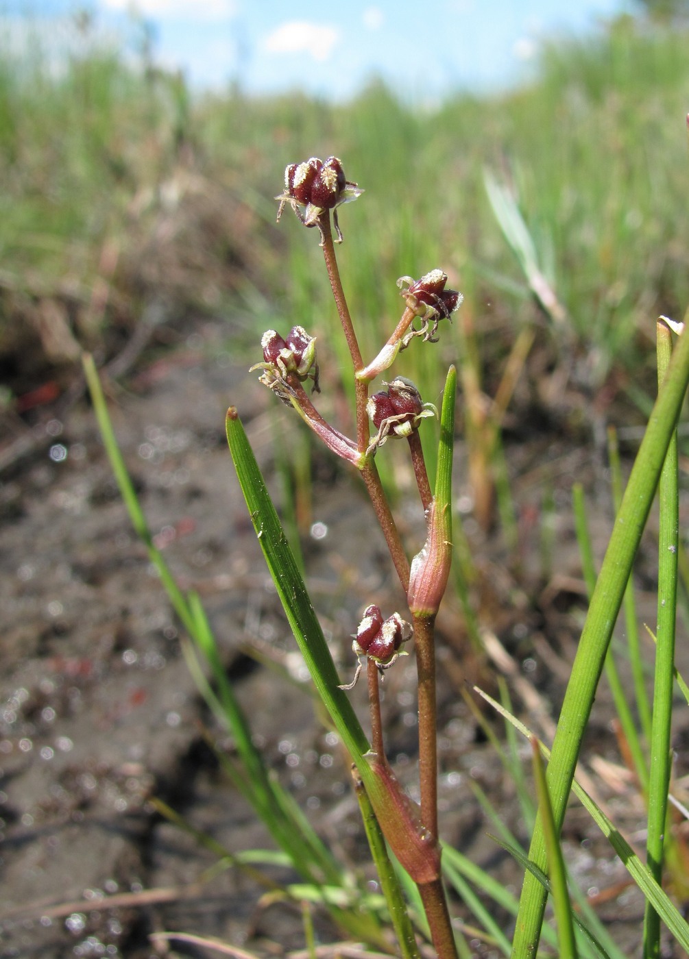 Image of Scheuchzeria palustris specimen.