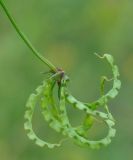 Hippocrepis multisiliquosa