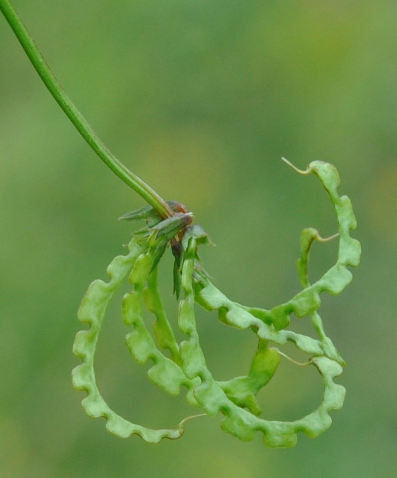 Изображение особи Hippocrepis multisiliquosa.