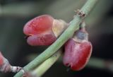 Ephedra foeminea