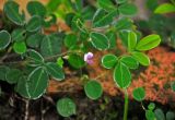 Desmodium heterophyllum