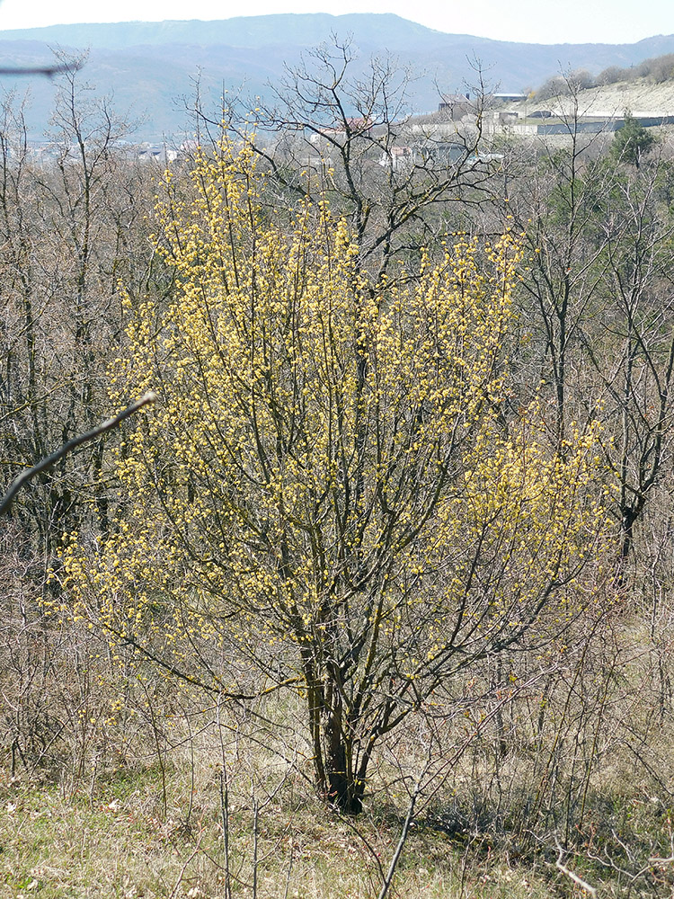 Изображение особи Cornus mas.