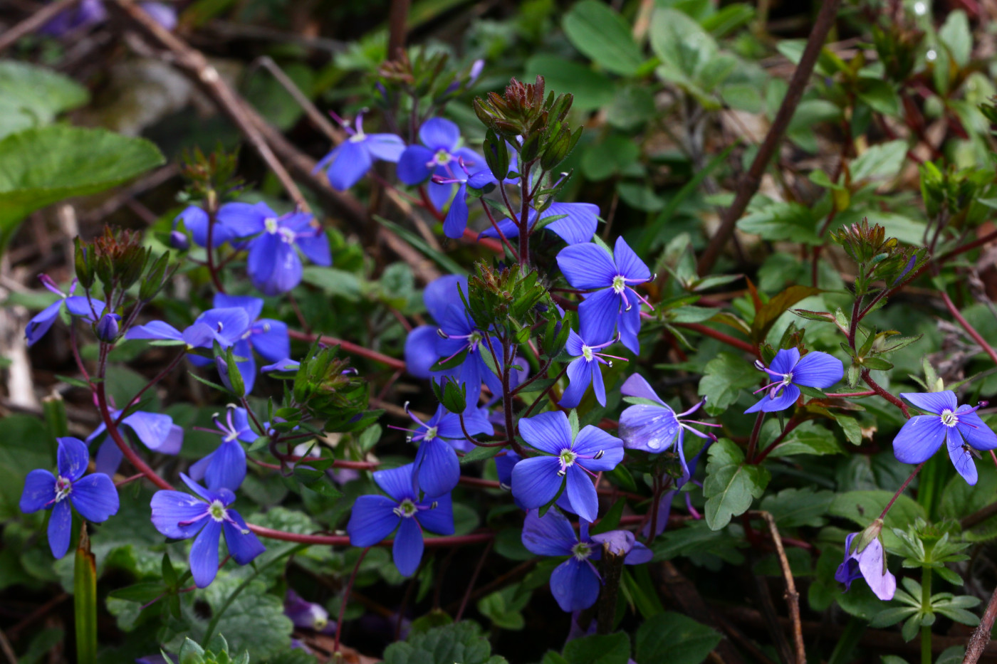 Image of Veronica umbrosa specimen.
