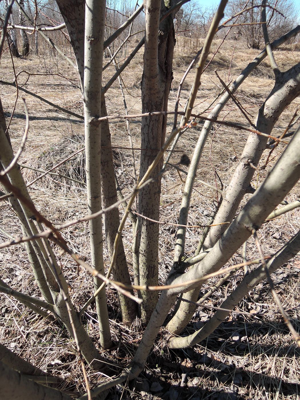 Image of Salix caprea specimen.