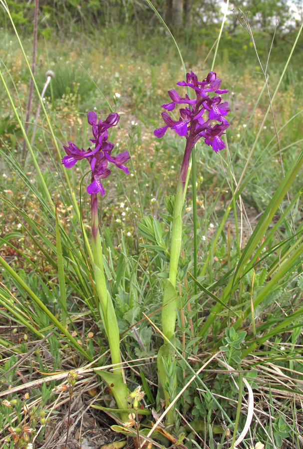 Image of Anacamptis morio ssp. caucasica specimen.