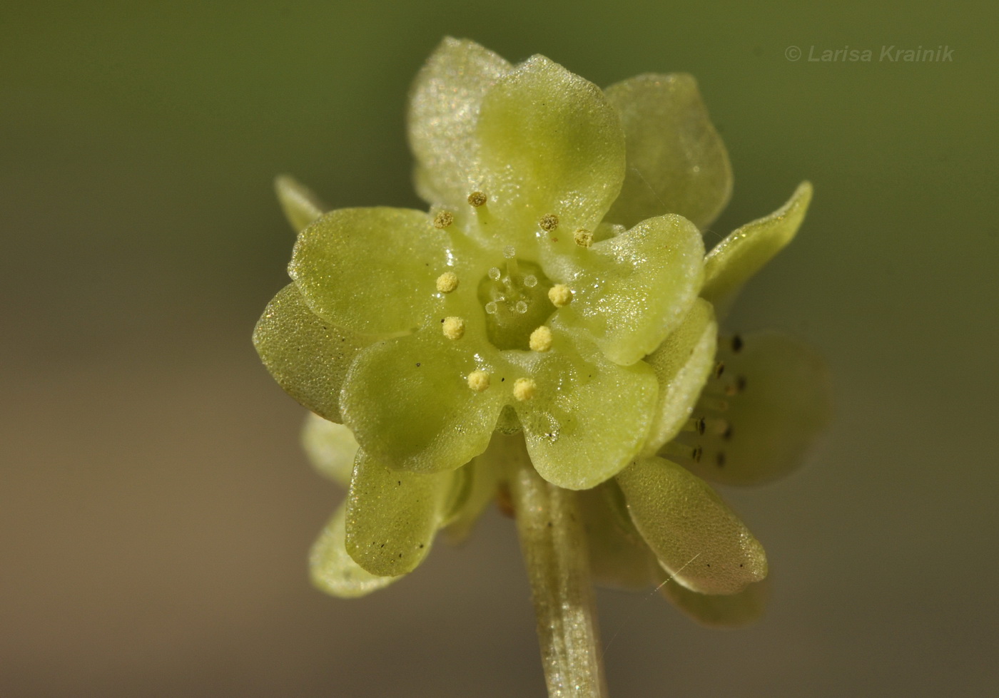 Image of Adoxa moschatellina specimen.