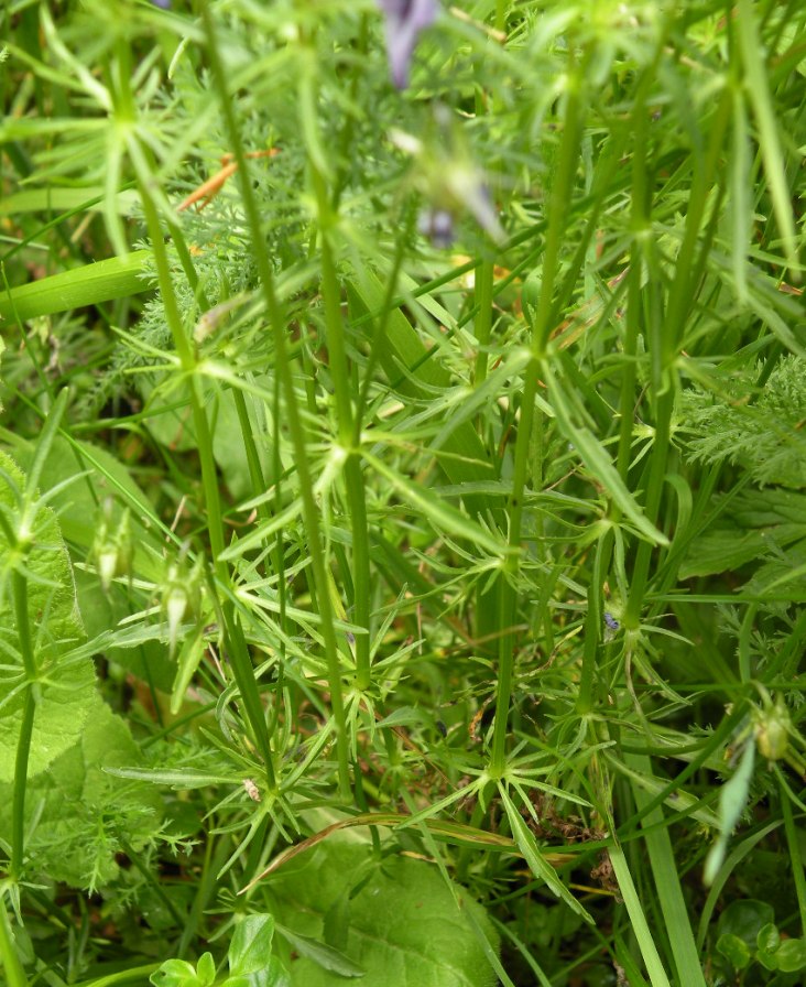 Image of Viola declinata specimen.