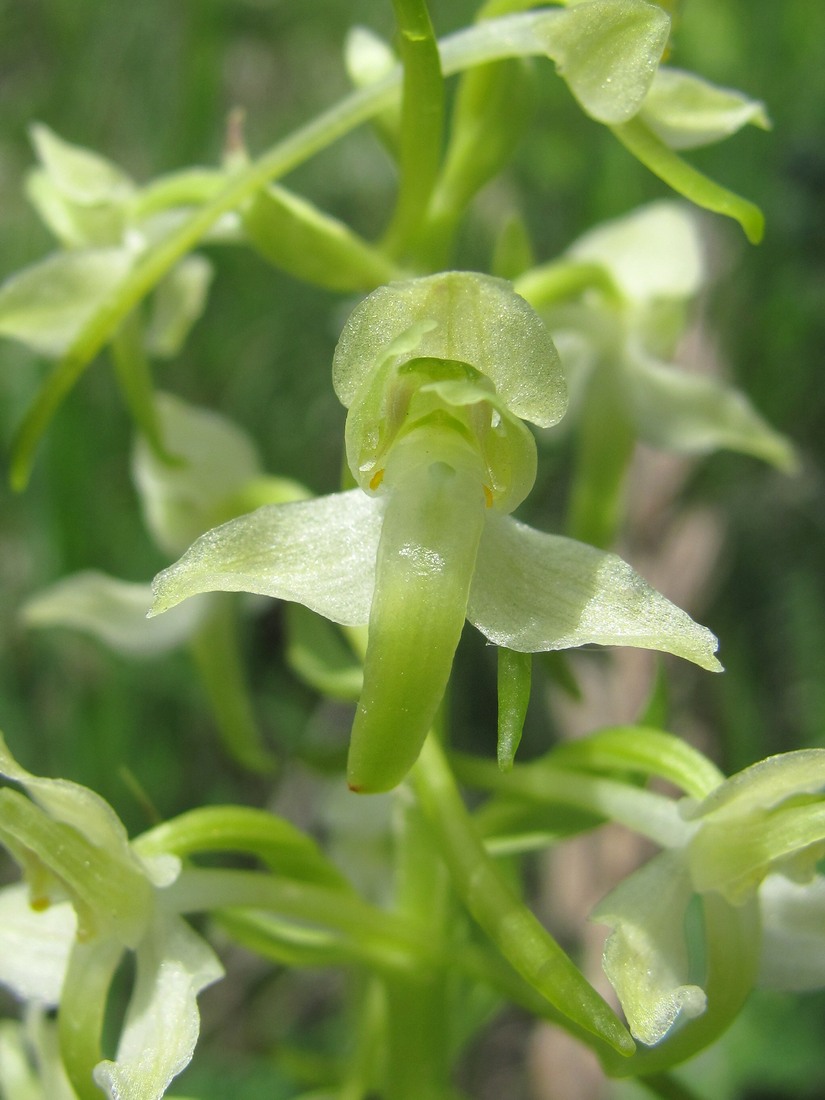 Image of Platanthera chlorantha specimen.