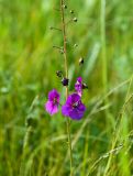 Verbascum phoeniceum. Соцветие с цветками и бутонами. Казахстан, Восточно-Казахстанская обл.; Западный Алтай, скл. Ульбинского хребта, окр. с. Ушановское. 11.06.2019.