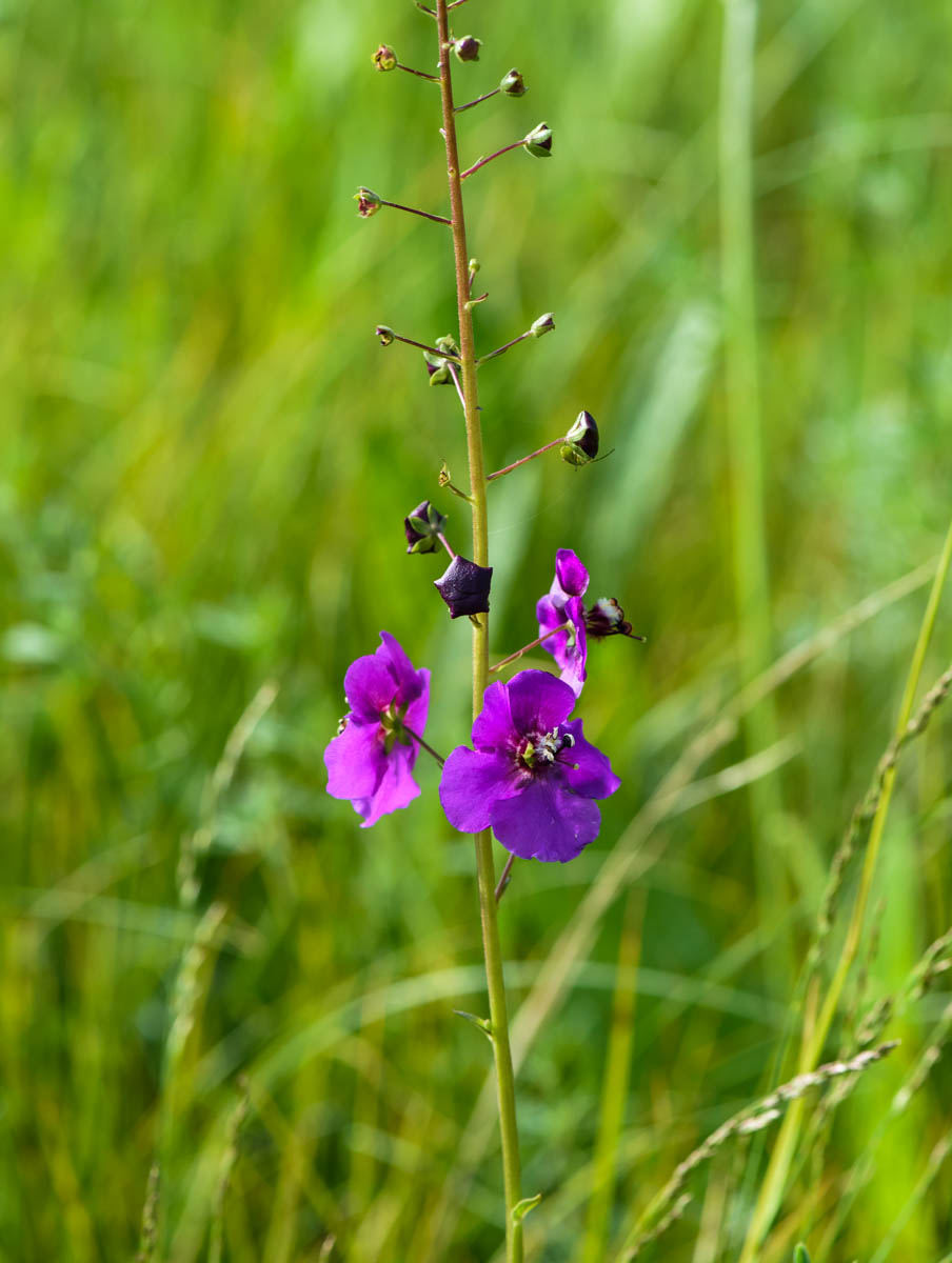 Изображение особи Verbascum phoeniceum.