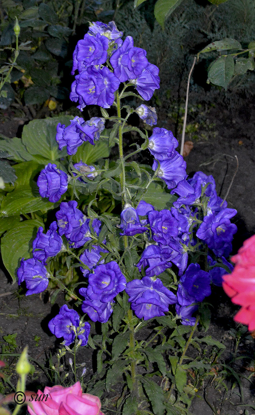Image of Campanula medium specimen.