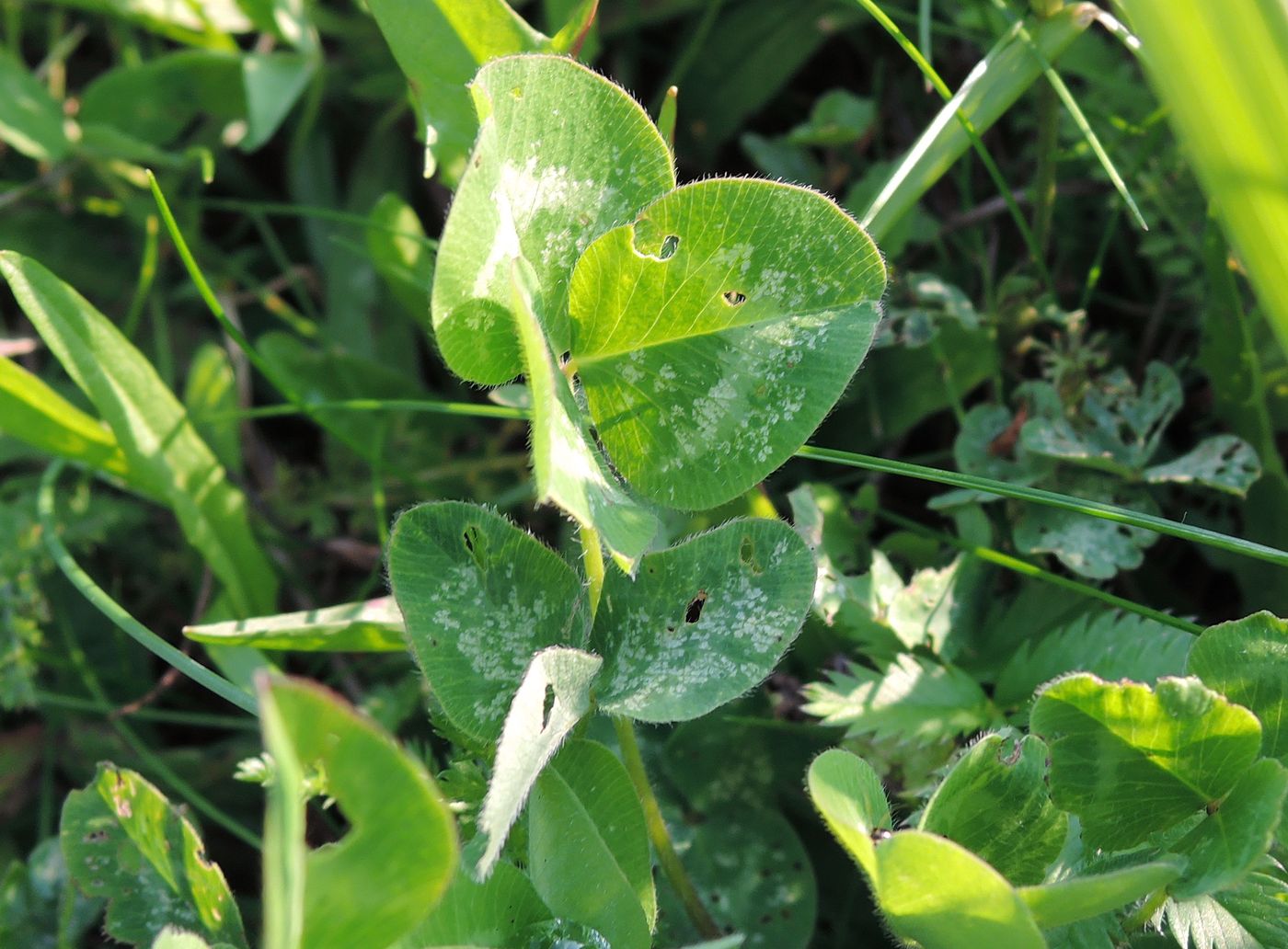 Image of Trifolium pratense specimen.