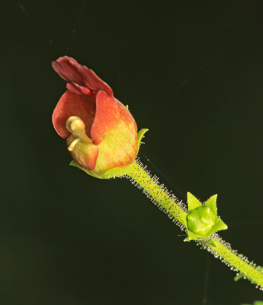 Изображение особи Scrophularia maximowiczii.