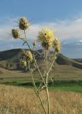 Centaurea reflexa