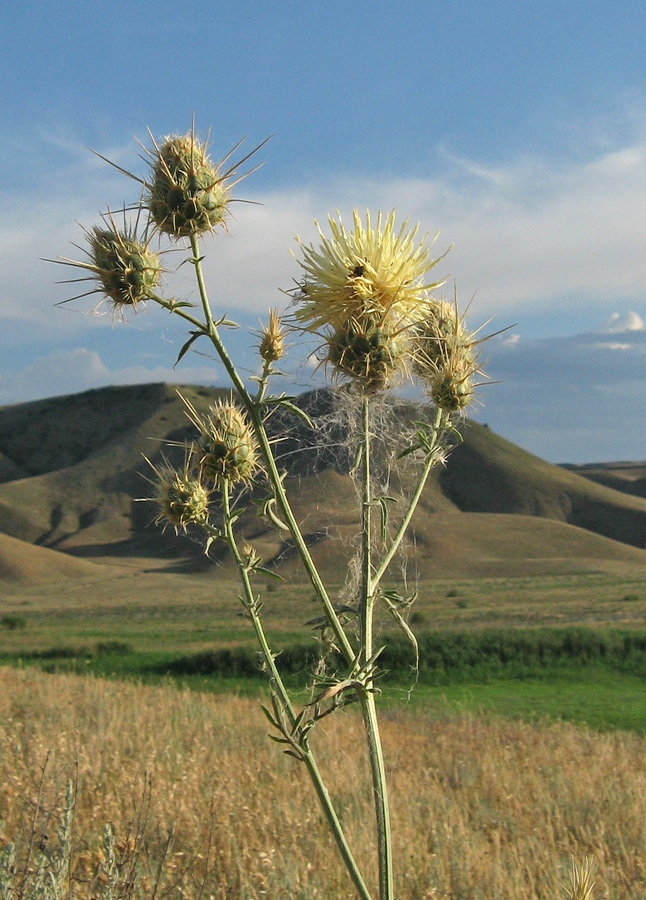 Image of Centaurea reflexa specimen.