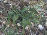 Centaurea carduiformis. Листья в основании цветущего растения. Дагестан, окр. с. Талги, крутой каменистый склон. 05.06.2019.