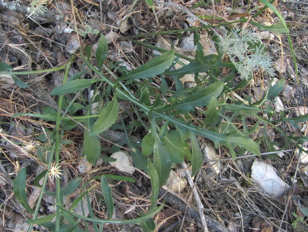 Image of Centaurea carduiformis specimen.