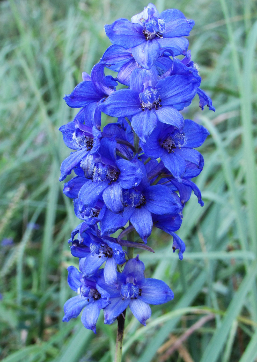 Image of Delphinium dictyocarpum specimen.