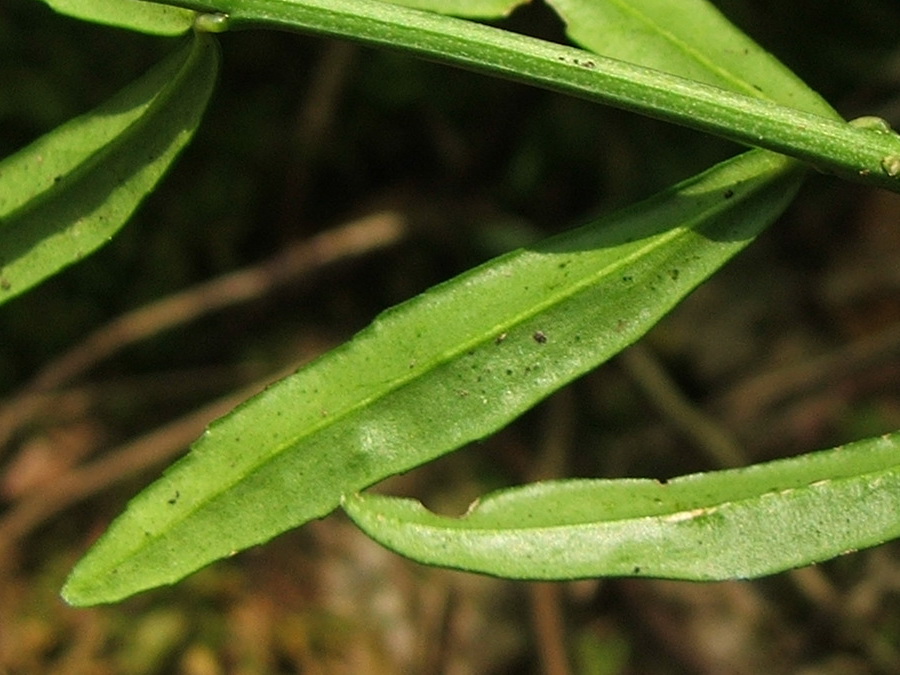 Image of Euonymus nanus specimen.