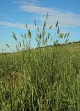 Agropyron pectinatum