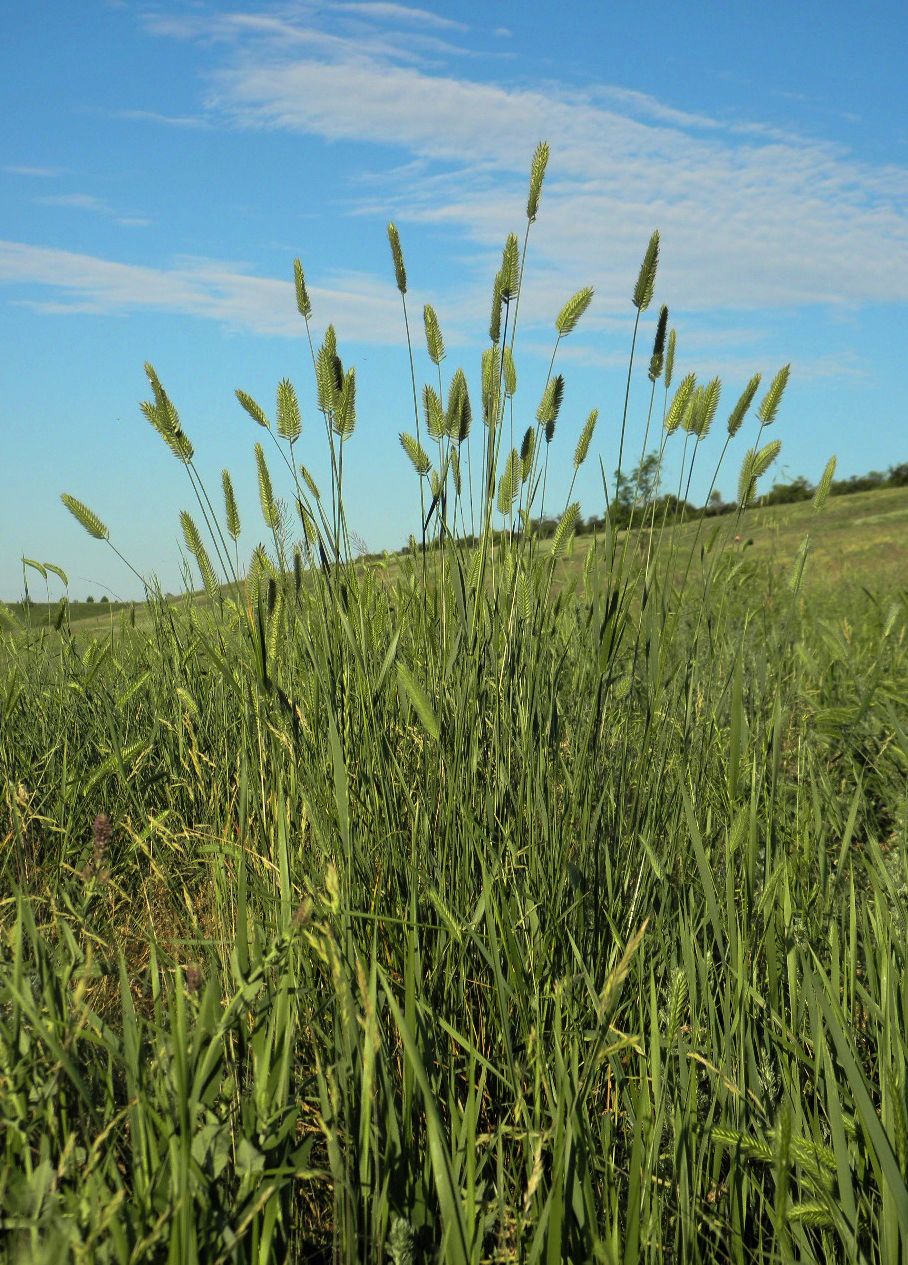Изображение особи Agropyron pectinatum.