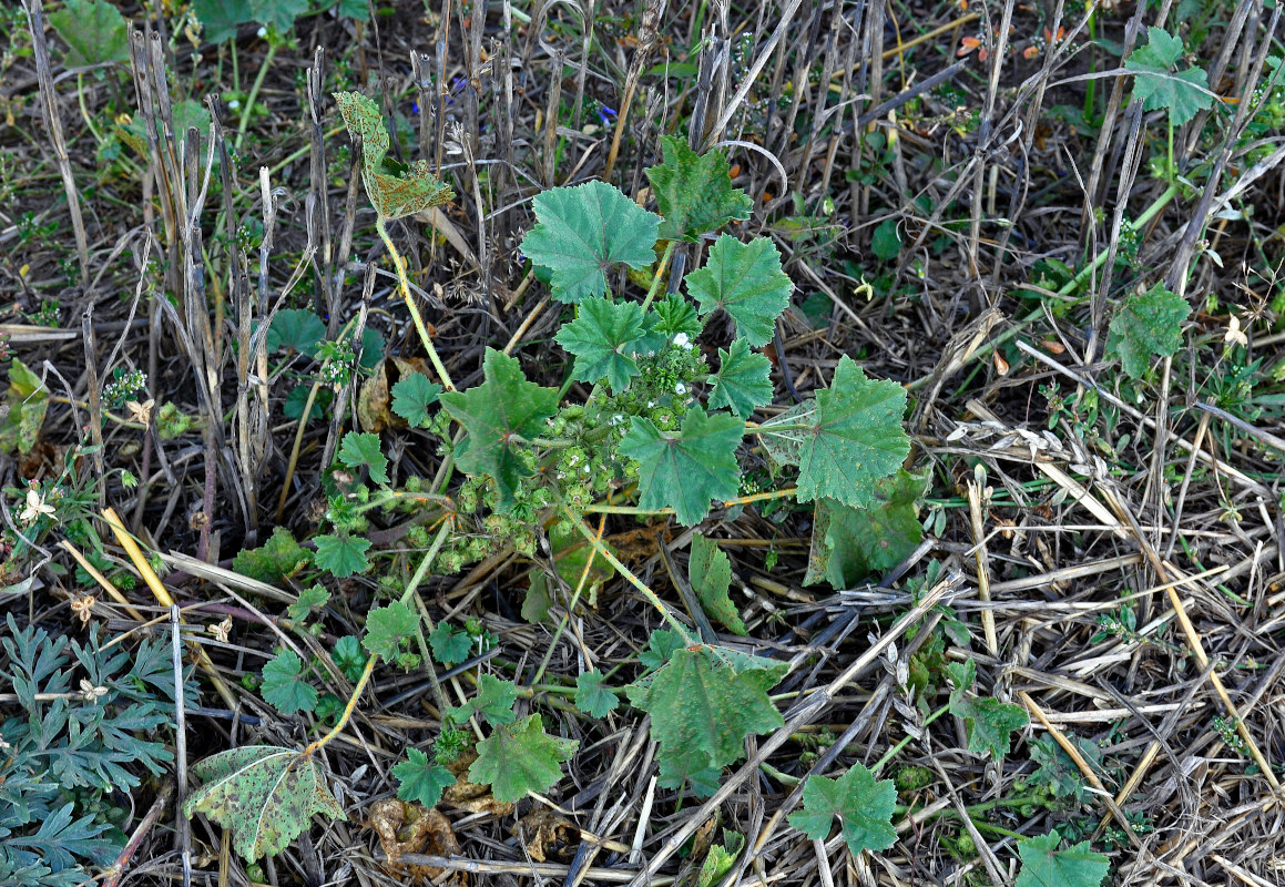 Image of Malva pusilla specimen.