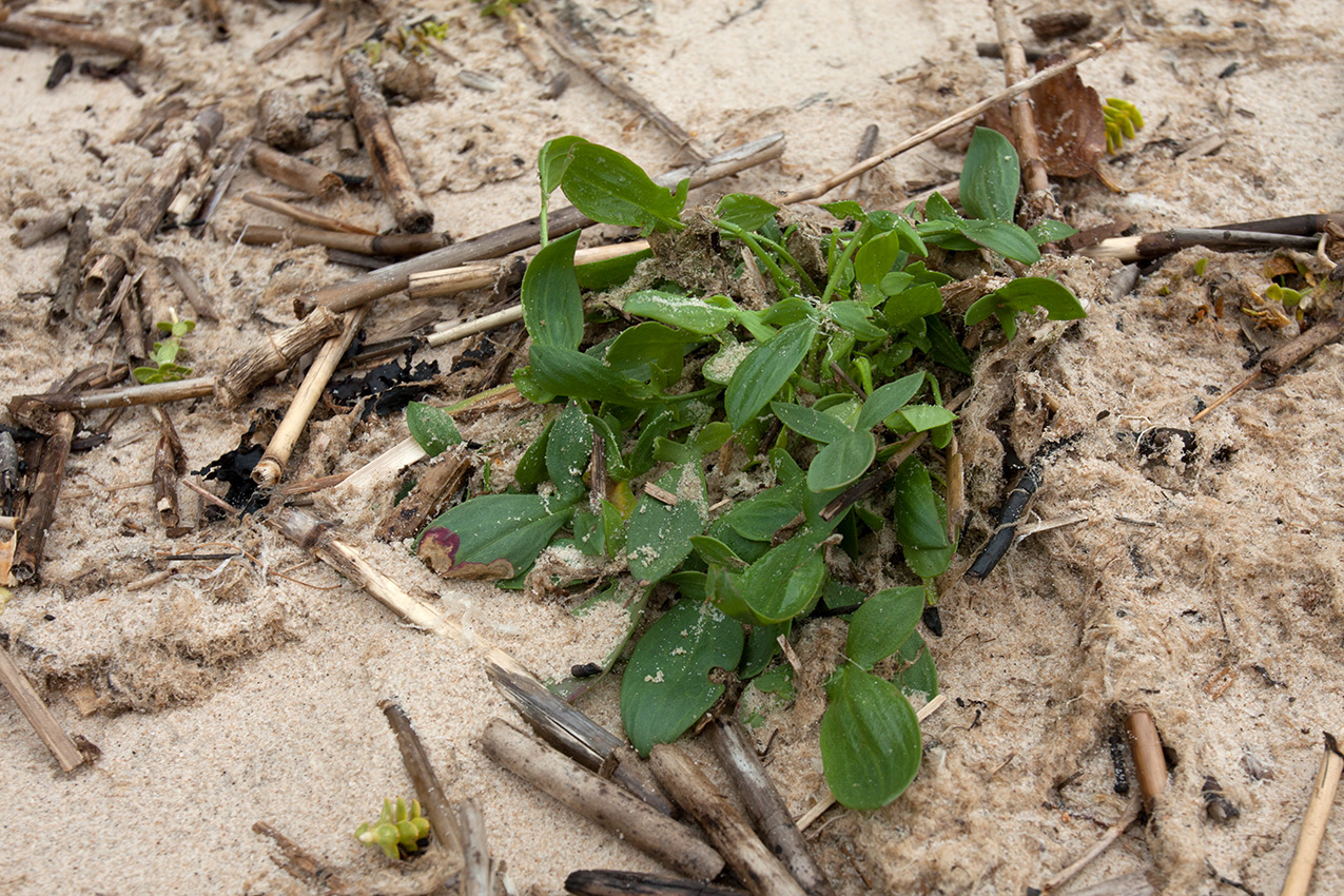 Изображение особи Rumex acetosella.