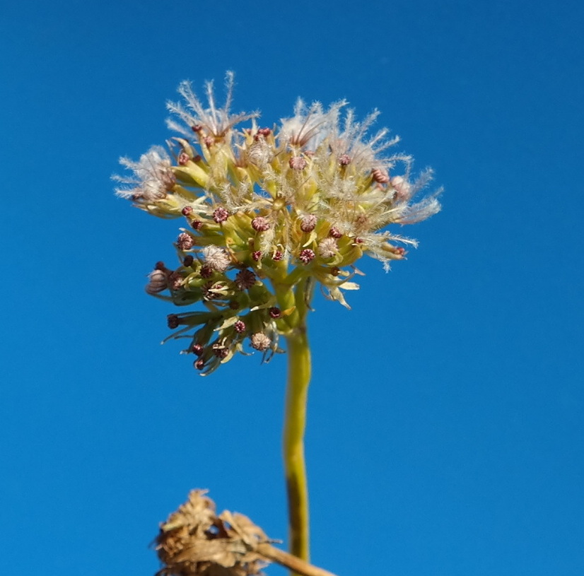 Image of Valeriana alpestris specimen.