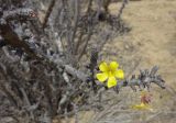 Oxalis gigantea