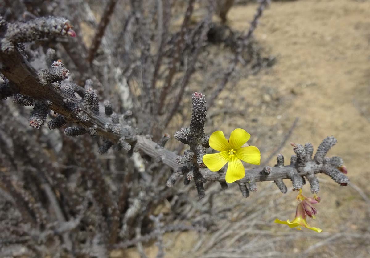 Изображение особи Oxalis gigantea.